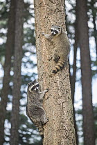 Raccoon (Procyon lotor) juveniles in tree, North America