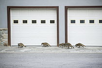 Raccoon (Procyon lotor) group at house, Montana