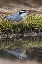 Red-breasted Nuthatch (Sitta canadensis) at pond, Montana