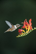 Rufous Hummingbird (Selasphorus rufus) female feeding on flower nectar, Montana