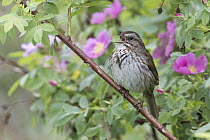Song Sparrow (Melospiza melodia) male calling, Montana
