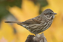 Song Sparrow (Melospiza melodia) in autumn, Montana