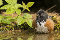 Spotted Towhee (Pipilo maculatus) male at pond, Montana