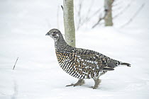 Spruce Grouse (Falcipennis canadensis) female on snow, Montana
