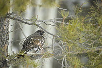 Spruce Grouse (Falcipennis canadensis) male in winter, Montana