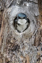 Tree Swallow (Tachycineta bicolor) in nest cavity, Montana