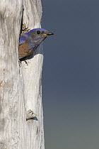 Western Bluebird (Sialia mexicana) male in nest cavity, Montana