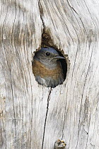 Western Bluebird (Sialia mexicana) male in nest cavity, Montana