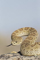Western Rattlesnake (Crotalus viridis) in defensive posture, North America