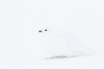 White-tailed Ptarmigan (Lagopus leucura) in winter plumage, Alberta, Canada