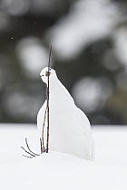 White-tailed Ptarmigan (Lagopus leucura) in winter plumage, browsing on Willow (Salix sp) buds, Alberta, Canada