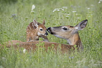 White-tailed Deer (Odocoileus virginianus) doe smelling newborn fawn, Montana
