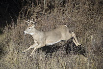 White-tailed Deer (Odocoileus virginianus) buck running, Montana