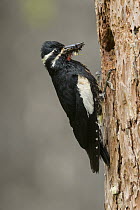 Williamson's Sapsucker (Sphyrapicus thyroideus) male with insect prey at nest cavity, Montana