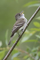 Willow Flycatcher (Empidonax traillii) male calling in spring, Montana