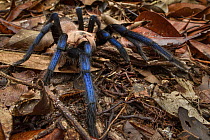 Tarantula (Birupes simoroxigorum) female, new species, Mount Santubong, Sarawak, Borneo, Malaysia