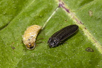 Firefly (Lamprohiza splendidula) male and female, Bavaria, Germany