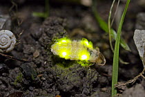 Common Glow Worm (Lampyris noctiluca) female showing bioluminescence, Bavaria, Germany