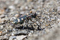 Northern Dune Tiger Beetle (Cicindela hybrida), Queyras, Alps, France
