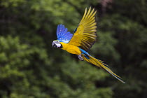 Blue and Yellow Macaw (Ara ararauna) flying, native to Central and South America