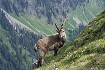 Alpine Ibex (Capra ibex) male, Alps, Switzerland