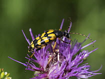 Spotted Longhorn Beetle (Strangalia maculata), Upper Bavaria, Germany