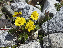Creeping Avens (Geum reptans) flowers, Zillertal, Alps, Tyrol, Austria
