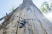 Rosalia Longicorn (Rosalia alpina) beetle, Upper Bavaria, Germany