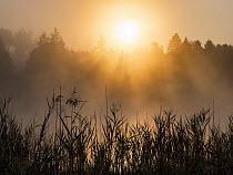 Reeds at sunrise, Upper Bavaria, Germany