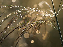 Reed with dew, Bavaria, Germany