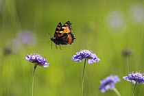 Small Tortoiseshell (Aglais urticae) butterfly flying, Bavaria, Germany