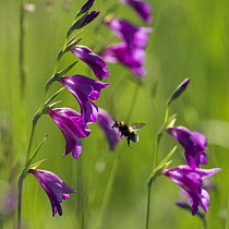 Bumblebee (Bombus sp) approaching Gladiolus (Gladiolus palustris) flowers, Upper Bavaria, Germany