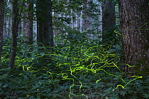 Firefly (Lamprohiza splendidula) light tracks in forest, Bavaria, Germany