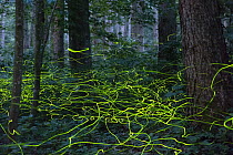 Firefly (Lamprohiza splendidula) light tracks in forest, Bavaria, Germany