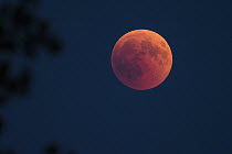 Total lunar eclipse, blood moon, Upper Bavaria, Germany