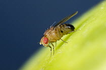 Fruit Fly (Drosophila melanogaster) male, Germany