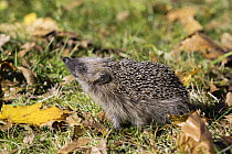 Brown-breasted Hedgehog (Erinaceus europaeus) in autumn, Bavaria, Germany