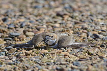 Two-banded Plover (Charadrius falklandicus) in broken wing display, Chubut, Argentina
