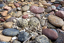 Two-banded Plover (Charadrius falklandicus) camouflaged eggs in nest, Chubut, Argentina