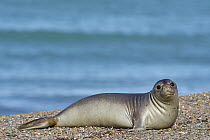 Southern Elephant Seal (Mirounga leonina) female, Chubut, Argentina
