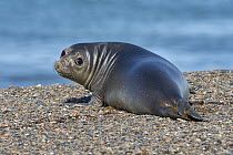 Southern Elephant Seal (Mirounga leonina) pup, Chubut, Argentina