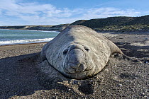 Southern Elephant Seal (Mirounga leonina) male, Chubut, Argentina