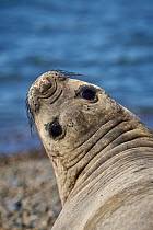 Southern Elephant Seal (Mirounga leonina) female, Chubut, Argentina