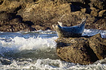 Harbor Seal (Phoca vitulina), Yaquina Head Outstanding Natural Area, Newport, Oregon