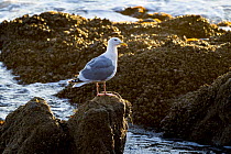 Western Gull (Larus occidentalis), Yaquina Head Outstanding Natural Area, Newport, Oregon