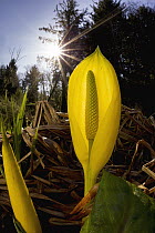 Western Skunk Cabbage (Lysichiton americanus) flower, Forest Park, Newport, Oregon