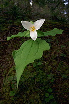 Pacific Trillium (Trillium ovatum) flower, Big Creek Park, Newport, Oregon