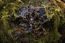 Felt Lichen (Peltigera neopolydactyla), Oregon