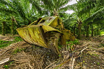 Abandoned american amphibious assault vehicle, Solomon Islands