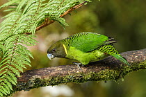Brehm's Tiger-Parrot (Psittacella brehmii), Kumul Lodge, Papua New Guinea